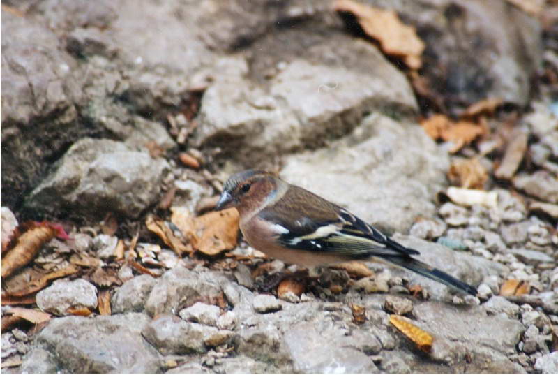 Common Chaffinch, Fringilla coelebs