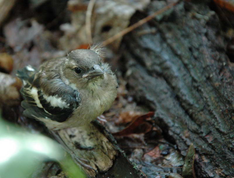 Common Chaffinch, Fringilla coelebs