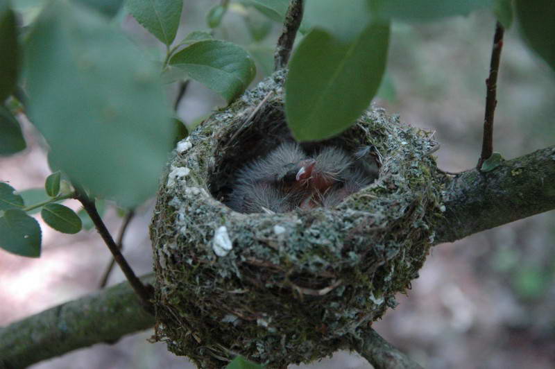 Зяблик, Fringilla coelebs