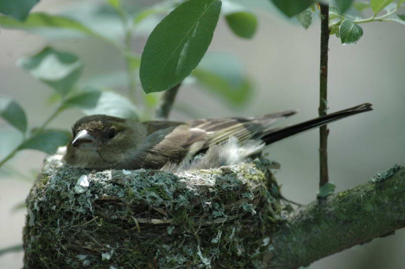 Common Chaffinch, Fringilla coelebs