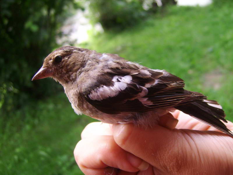 Common Chaffinch, Fringilla coelebs