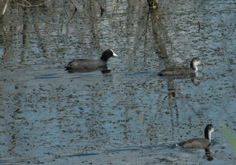 Лысуха, Fulica atra