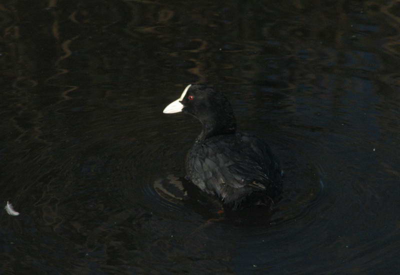 Лысуха, Fulica atra