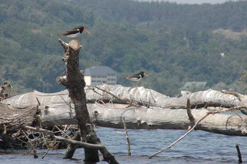 Кулик сорока, Haematopus ostralegus