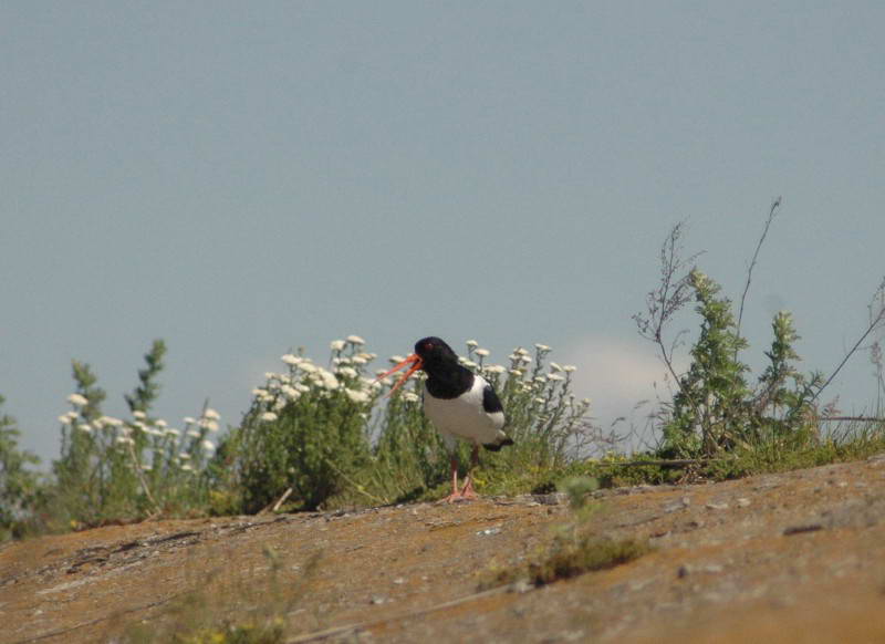 Haematopus ostralegus