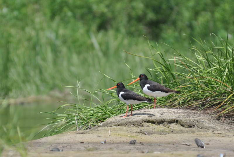 Кулик сорока, Haematopus ostralegus