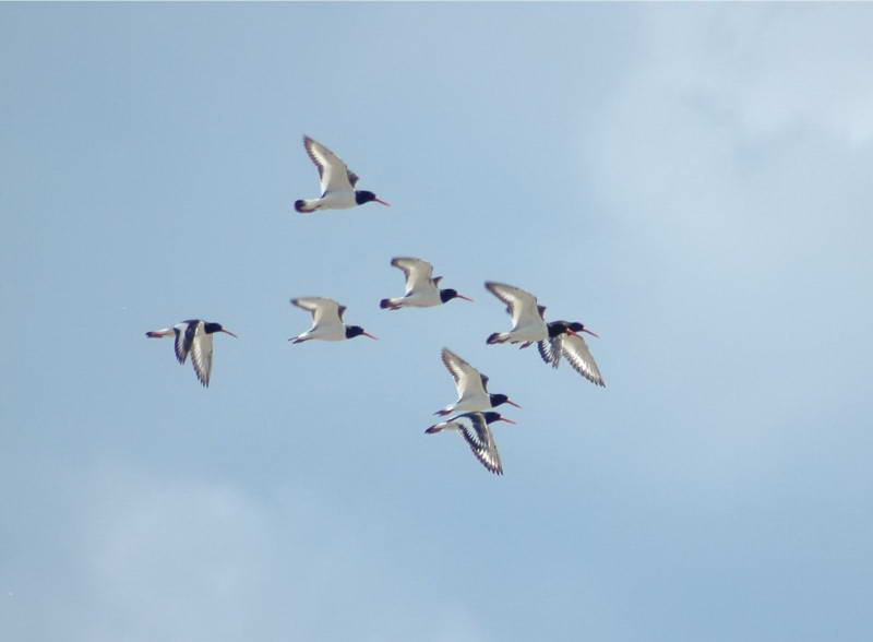 Кулик сорока, Haematopus ostralegus