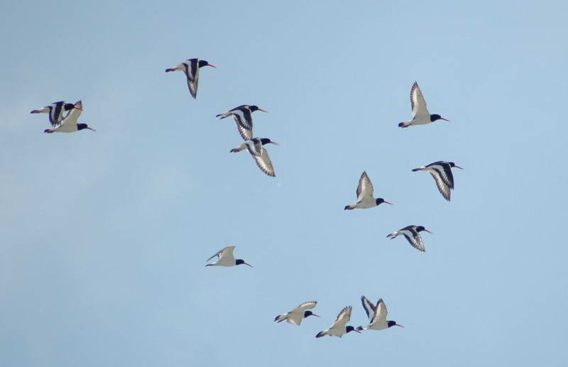 Кулик сорока, Haematopus ostralegus