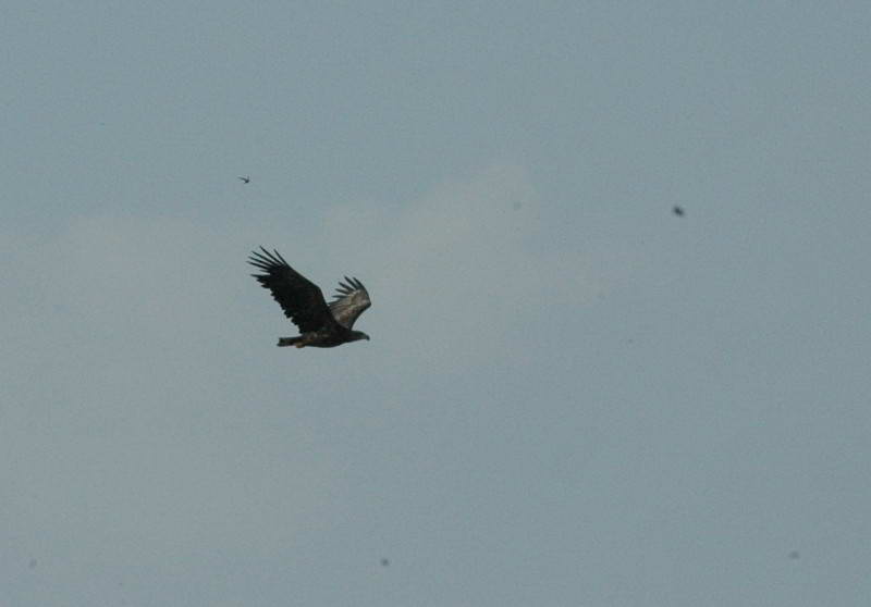 White-tailed sea eagle, Haliaeetus…