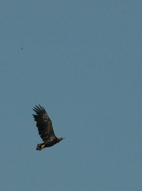 White-tailed sea eagle, Haliaeetus…