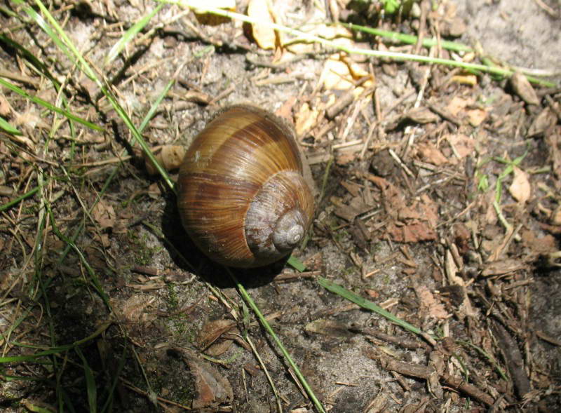 Улитка вингорадная, Helix pomatia