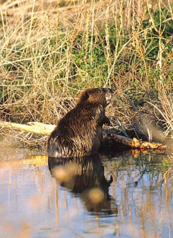 European beaver (Castor fiber)