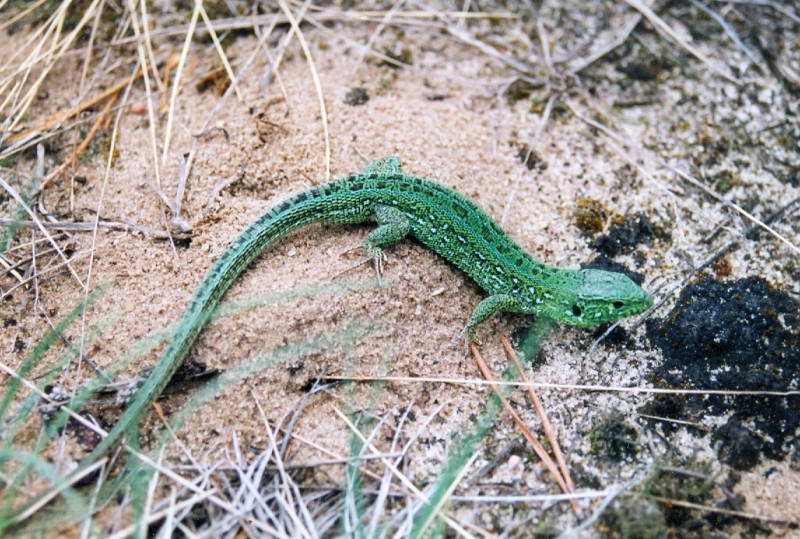 Sand Lizard Lacerta agilis