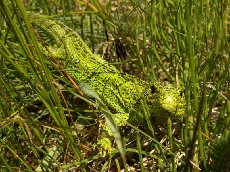 Ящірка прудка Lacerta agilis