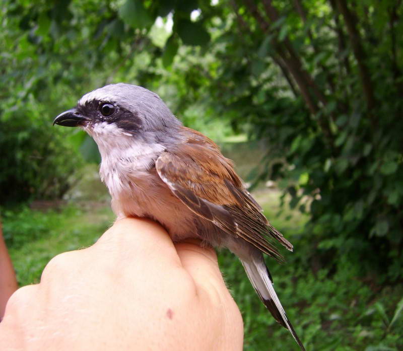 Shrike-backed Shrike, Lanius collurio