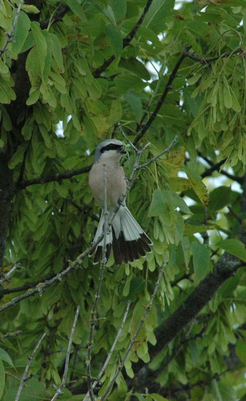 Lanius collurio