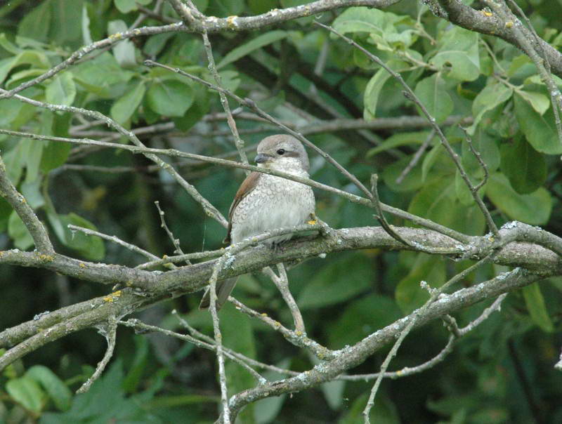 Shrike-backed Shrike, Lanius collurio