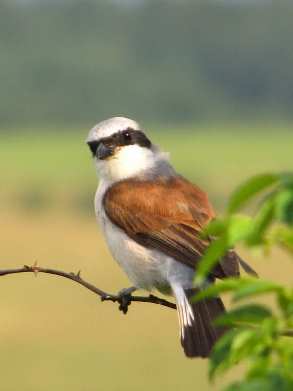 Shrike-backed Shrike, Lanius collurio