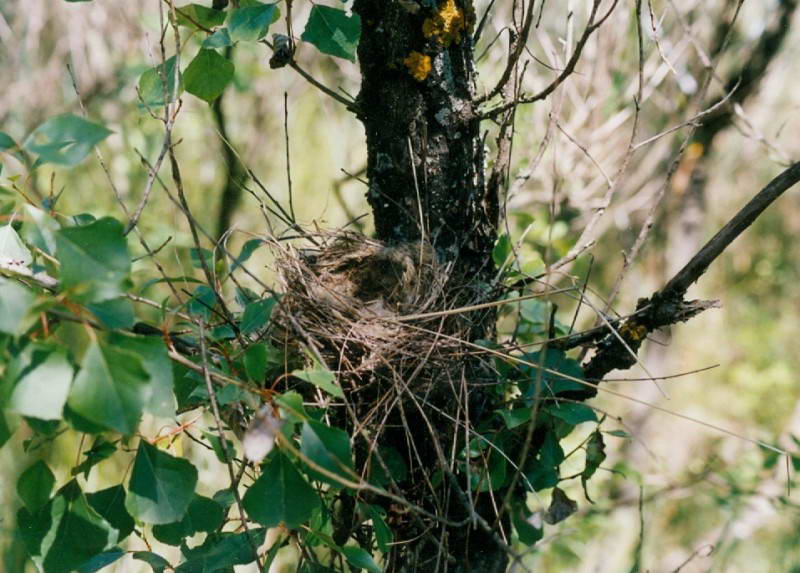 Сорокопут-жулан, Lanius collurio