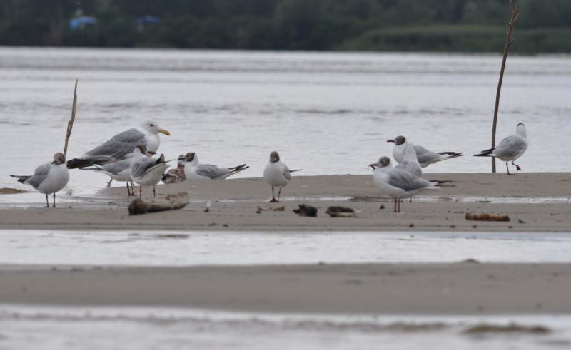 Larus cachinnans and Larus ridibundus