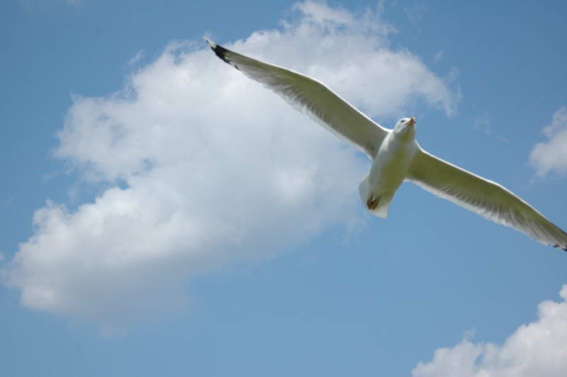 Larus cachinnans