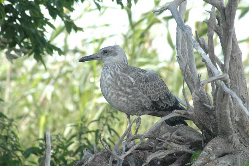 Larus cachinnans