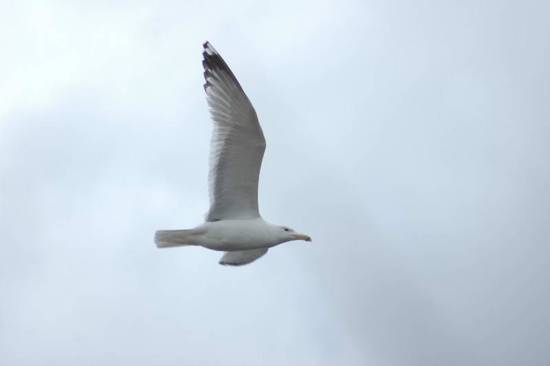 Larus cachinnans