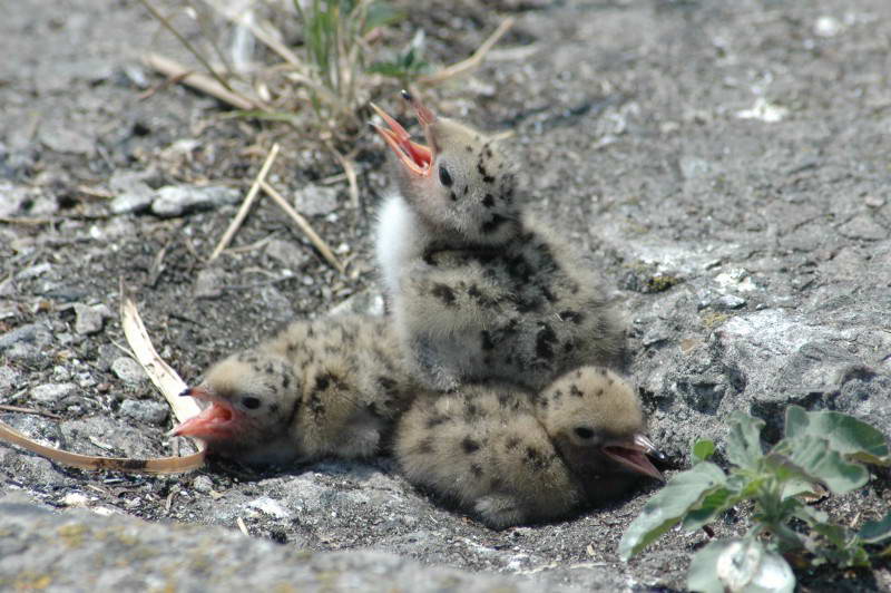 Крячок річковий, Sterna hirundo,…