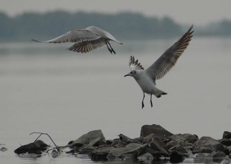 Мартин річковий, Larus ridibundus,…