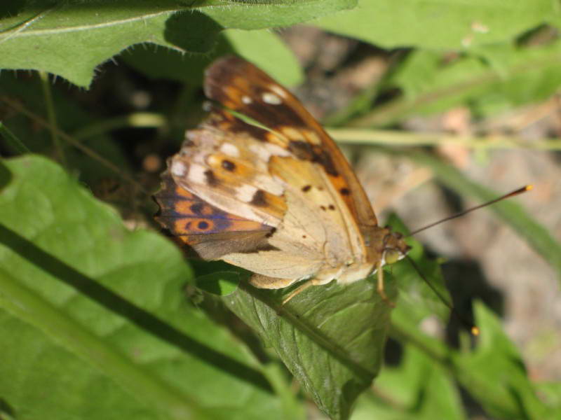 Apatura ilia, Lepidoptera