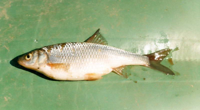 Єлець, (Leuciscus leuciscus)