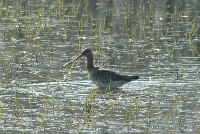 Грицик великий Limosa limosa