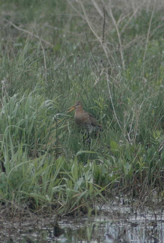 Limosa limosa