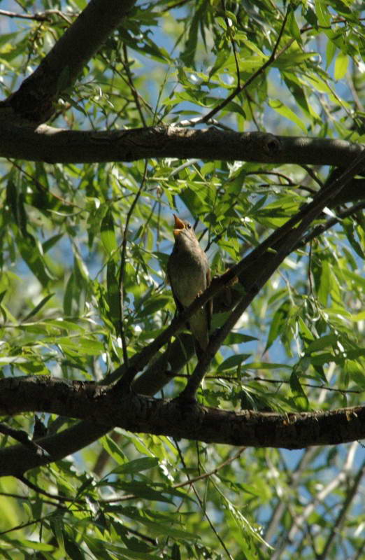 Nightingale Luscinia luscinia