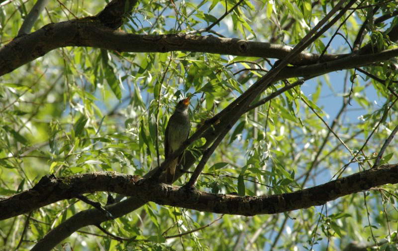 Nightingale, Luscinia luscinia