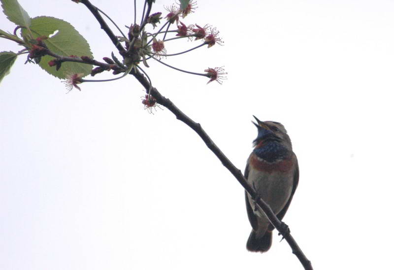 Синьошийка, Luscinia svecica