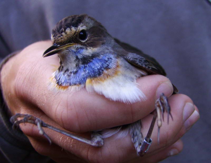 Синьошийка, Luscinia svecica