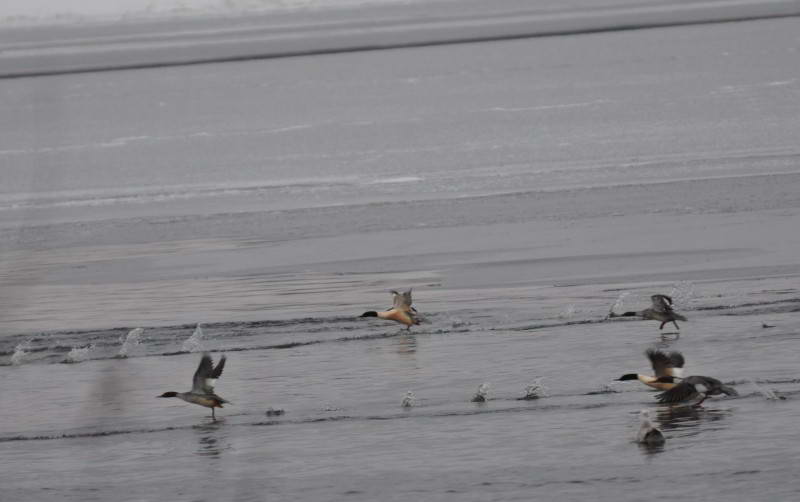 Krekhov great, Mergus merganser