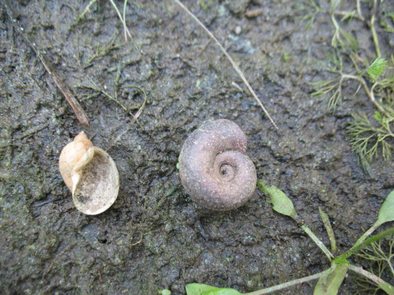 Limnaea auricularia & Planorbarius…