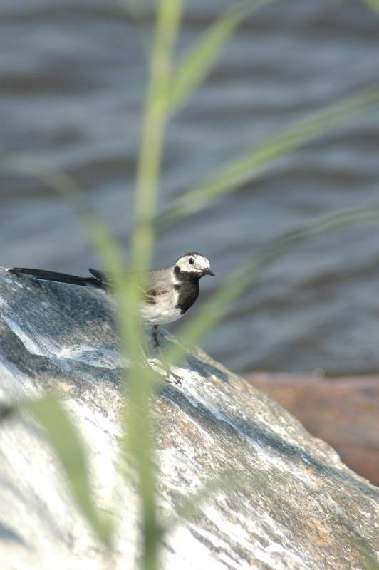 Плиска біла Motacilla alba