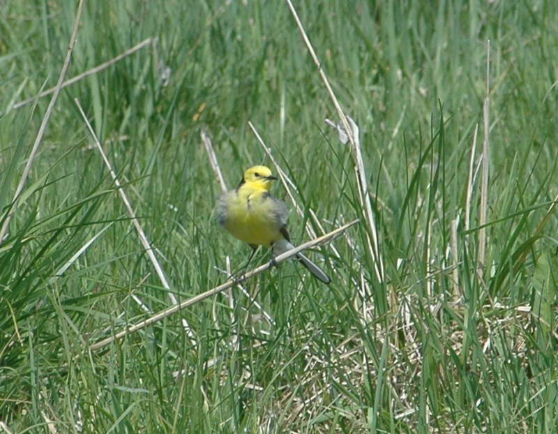 Плиска жовтоголова Motacilla citreola