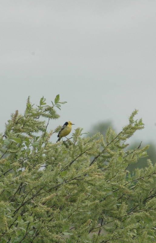 Motacilla citreola