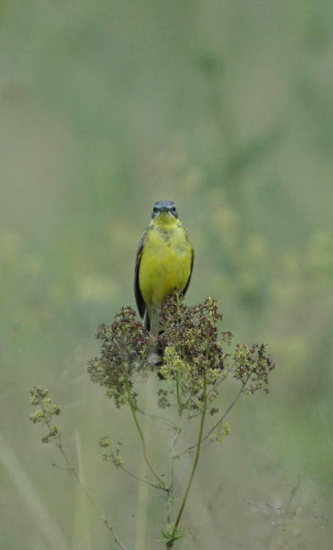 Плиска жовта, Motacilla flava