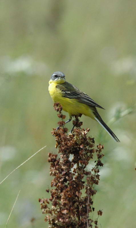 Плиска жовта, Motacilla flava