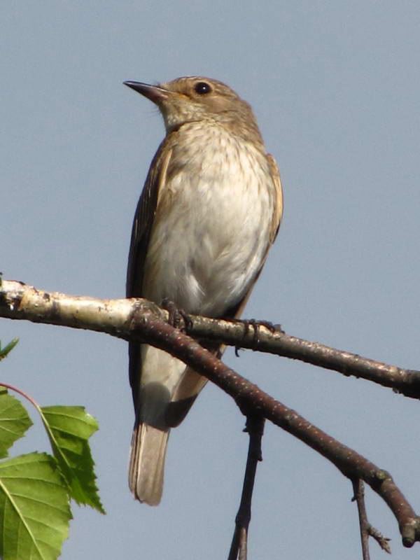 Мухоловка сіра, Muscicapa striata