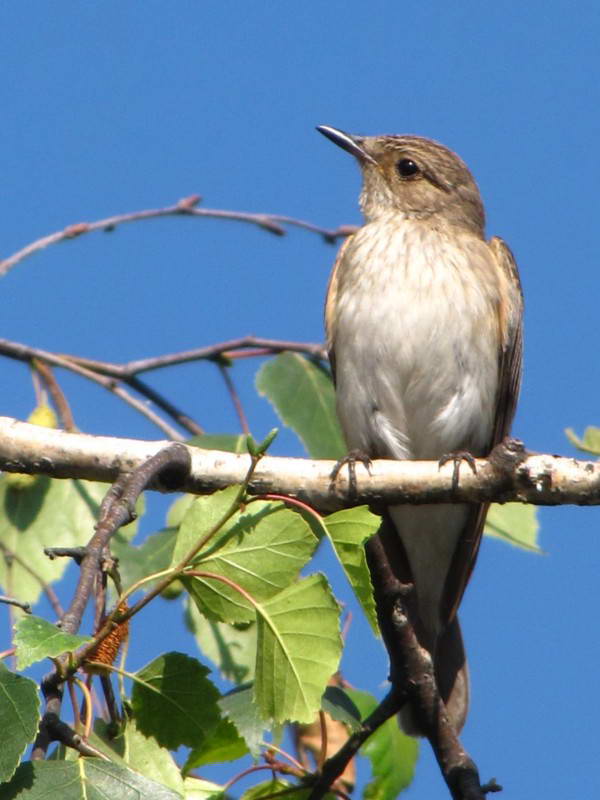 Мухоловка сіра, Muscicapa striata