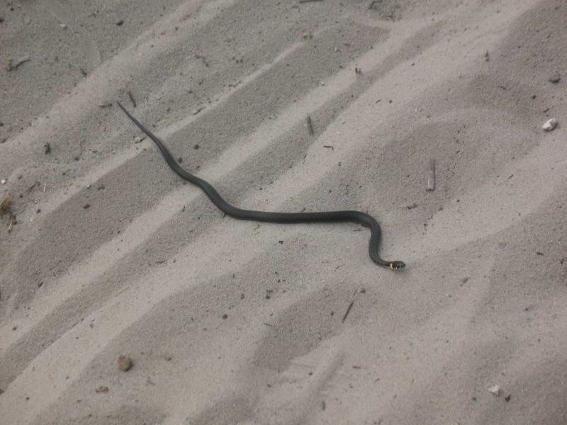 Grass snake, Natrix natrix