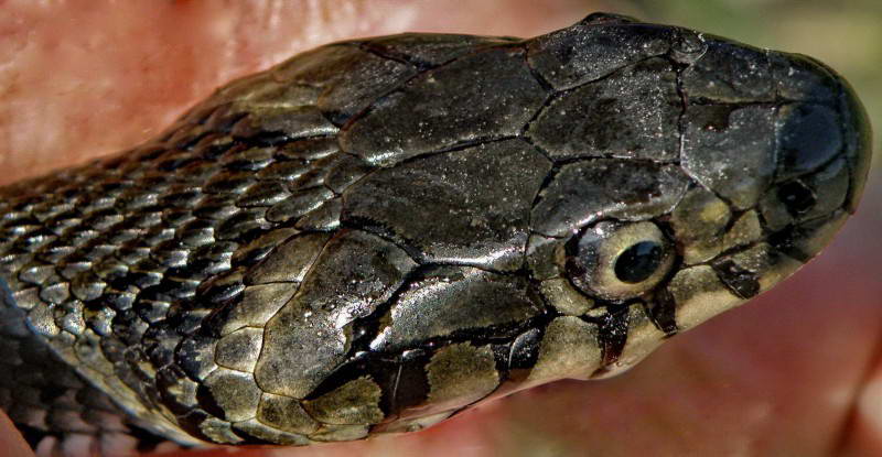 Grass snake, Natrix natrix