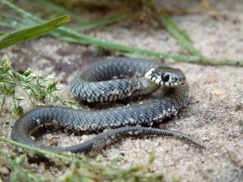 Вуж звичайний, Natrix natrix,(Фото…