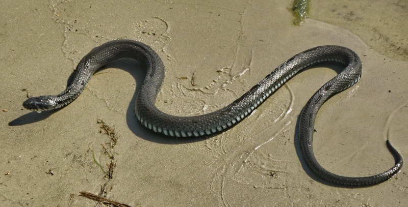 Grass snake, Natrix natrix